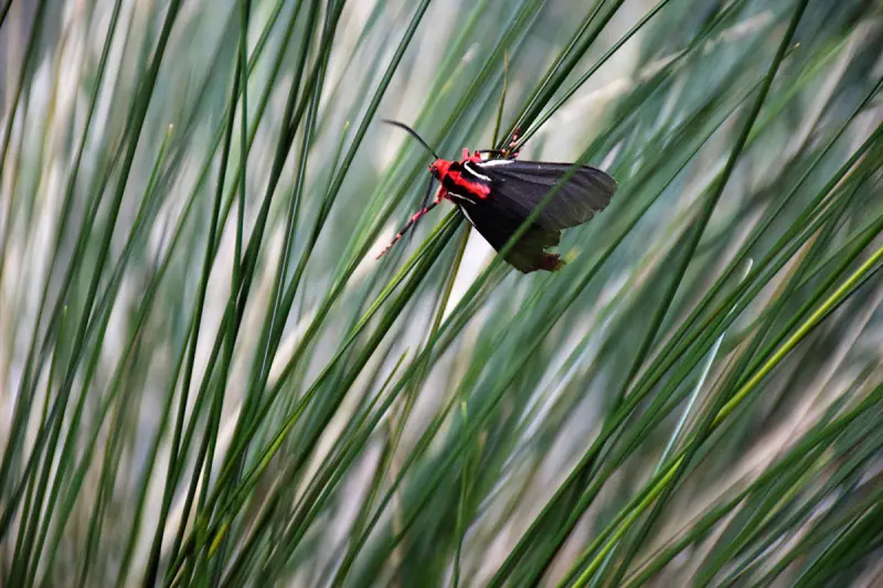 Abrir galeria na imagem 1