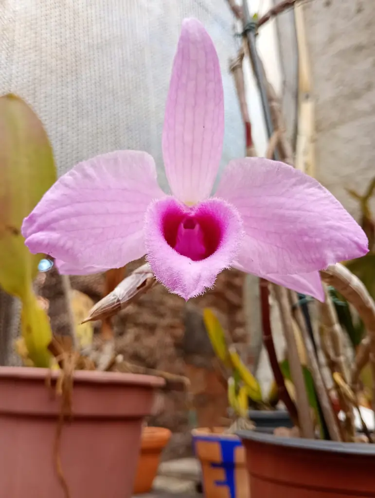 Abrir galeria na imagem 1