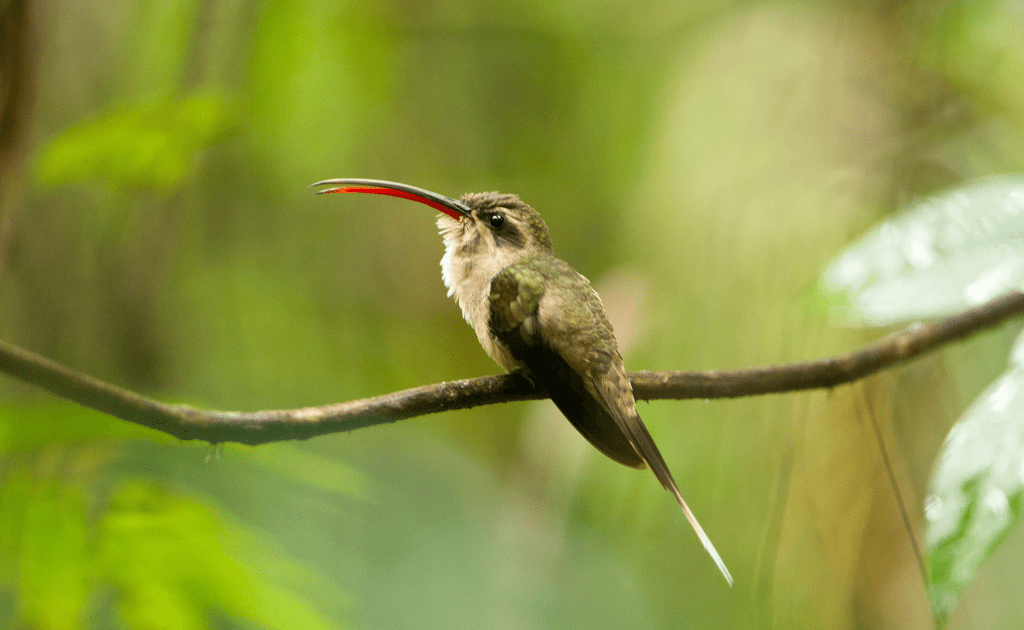 Passarinhada – Birdwatching